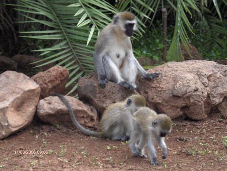 J'aime trop les singes